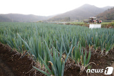 올봄 쏠쏠한 재미봤던 겨울대파, 올겨울엔 과잉공급 우려