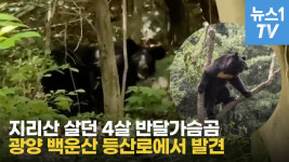 [영상] 지리산 살던 4살 반달가슴곰, 광양 백운산 출현