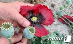 홍성군보건소, 7월말까지 양귀비·대마 불법재배 특별단속