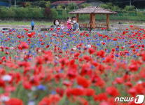 양귀비꽃의 유혹