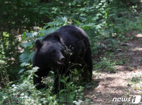 울산 한 농가에 곰 출현 온순