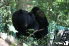 울산 농가 인근에 출몰한 곰 포획…사육 농장서 탈출(종합)
