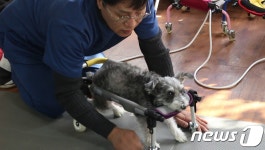 동물재활치료 보조기 개발 VIP동물한방재활센터-워크앤런 맞손