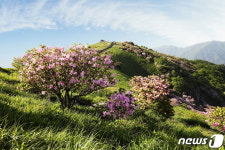 소백산 정상 철쭉 개화 시작…29∼30일 절정일 듯