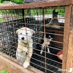 [르포]남양주 살인견이 습격한 장소는 수십마리 개사육장 앞
