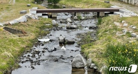 [풍경] 충주 도심 속 충주천 왜가리 삼형제