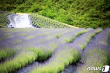 보랏빛 향기…정읍 허브원, 7월25일까지 라벤더 시즌 운영