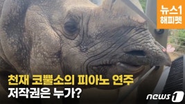 [영상] 천재 인도코뿔소의 피아노 연주, 저작권은 누가?