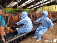 돼지 똥밭 구르고 송아지에 밟혀도…방역 영웅들 푸대접