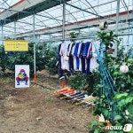 [귀거래사]그라운드서 밭으로…감귤농부로 전직한 프로야구선수