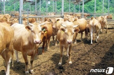 진천군, 무허가 축사 적법화 91%…후속조치 마련