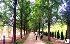 영천시, 30억원 들여 언하공단 완충녹지에 미세먼지 차단숲 조성
