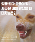 [펫카드]길을 걷다 목줄이 없는 사나운 개를 만났을 때 대처법