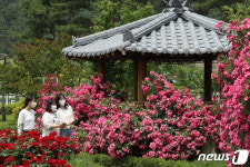 [풍경] 영동 노근리평화공원 장미꽃 활짝…천상의 화원 연출