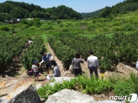 노지 산딸기와 블루베리 한아름…음성에서 체험농장 개장