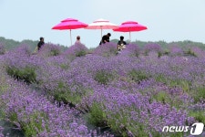 [화보] 보랏빛 향기 가득한 정읍…라벤더 물결 장관