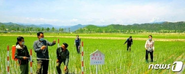 농사 중인 어랑군 협동농장…쌀로써 당을 받들 일념