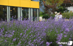 거창 허브빌리지에 핀 라벤더