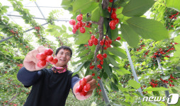 지리산 기운 받은 체리 수확