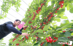 함양산 체리 수확