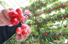 새콤달콤 고랭지 체리 수확해요