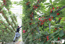 지리산 기운 받은 ‘체리’ 수확해요