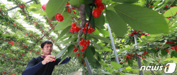 체리의 계절이 왔어요