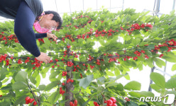 지리산 기운 받은 체리 수확합니다