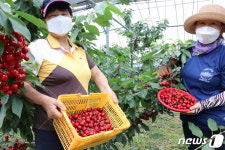 새콤달콤한 국산 체리 맛보세요…옥천서 체리 수확 한창