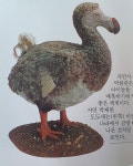 [조성관의 세계인문여행] 도도(Dodo)는 왜 멸종동물의 아이콘이 되었나