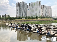 광양시, 동천‧서천에 어린 동남참게 8만마리 방류
