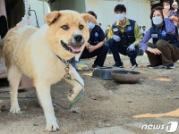 국수라고 불러주세요 새 이름 생긴 마당개