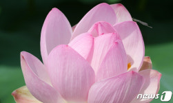 연꽃향 맡으며 쉬는 실잠자리