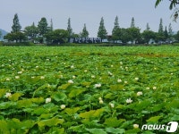 무안 회산백련지 10만평 연꽃 활짝…개화 1주일 빨라