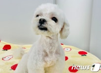 [가족의 발견(犬)]두 번 파양에도 여전히 밝은 미소천사 강아지