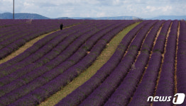 여유와 낭만, 그리고 향 짙은 프로방스 라벤더