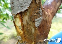 [남부소식] 옥천군 지용밥상 2호점 개점