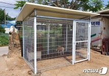 [최기자의 동행]동정만 남은 마당개…현실 대책은 중성화였다