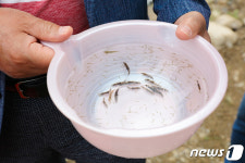 단양군, 기초 지자체 최초 자체 생산 쏘가리 치어 생산