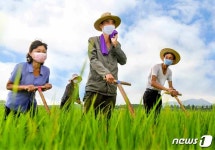 구슬땀 흘리는 북한 해주시 협동농장 농업인들