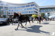 농식품부 주변 행진하는 경주마