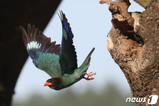 육추 중인 파랑새