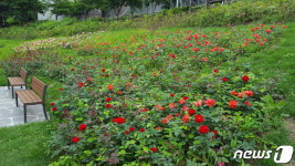 강남구, 계절별로 꽃피우는 세곡천 산책길 조성