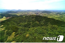 제주 거문오름 인공숲 솎아내자 고유식물 38종 자랐다