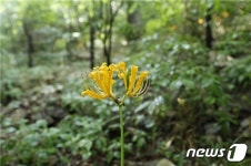 멸종위기 내장산 진노랑상사화 개화