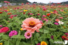 백일홍이 활짝