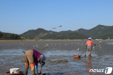 갯벌 위 낙지 잡이