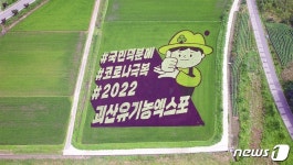 괴산군, 모습 드러낸 유색 벼 논 그림 장관