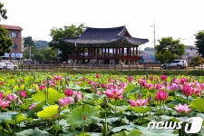 [화보] 정읍 태인 호남제일정 피향정 연꽃 개화…내달 초 절정