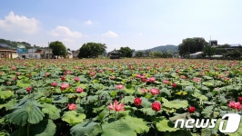 [화보] 정읍 태인 호남제일정 피향정 연꽃 개화…내달 초 절정
